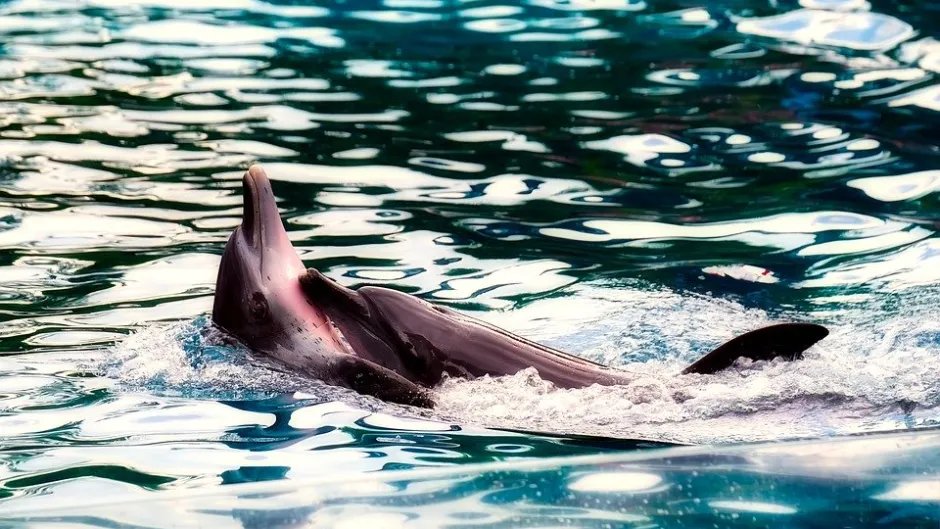 Rubrik_Meere-pixabay-dolphin-2650557_960_720